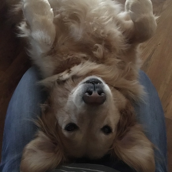 Meet your Posher, Aubrey - Picture 6 of 8